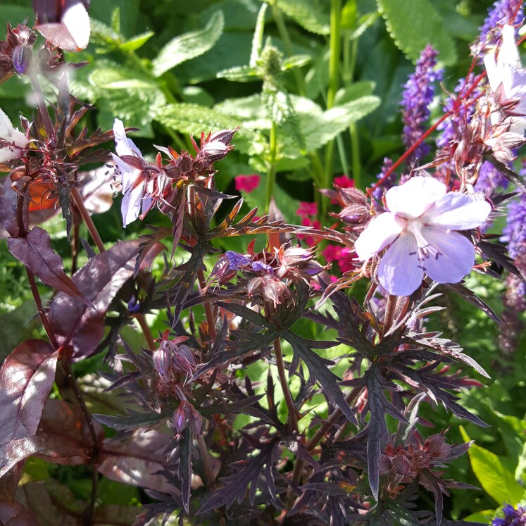 Plant image Geranium pratense (Victor Reiter Group) 'Midnight Reiter' syn. Geranium pratense 'Dark Reiter'