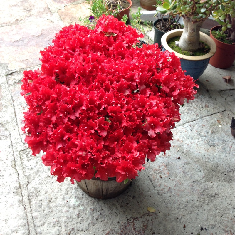 Plant image Rhododendron 'Kermesina'