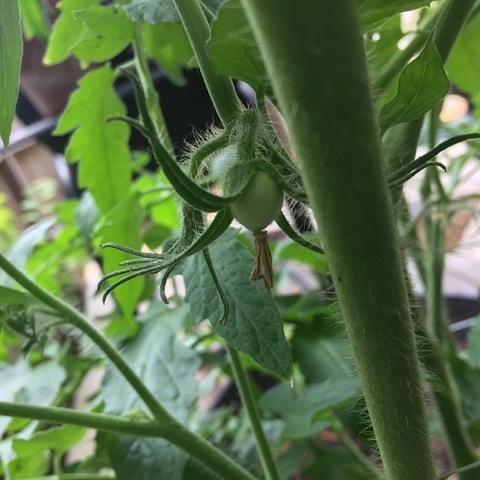 Plant image Solanum Lycopersicum 'German Queen'