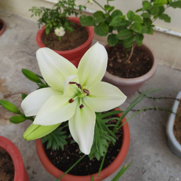 Plant image Lilium 'Snow Crystal' syn. Lilium 'White Pixie'