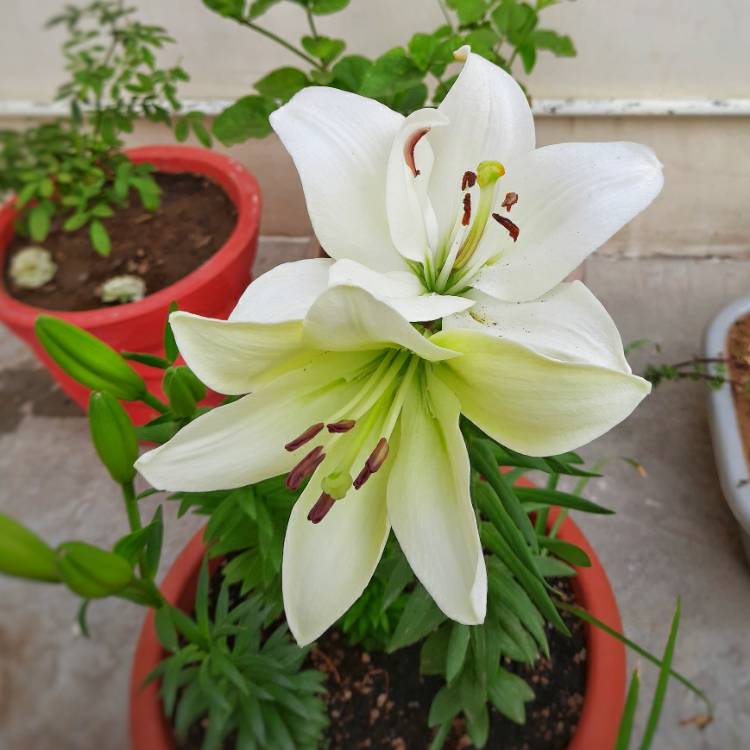 Plant image Lilium 'Snow Crystal' syn. Lilium 'White Pixie'