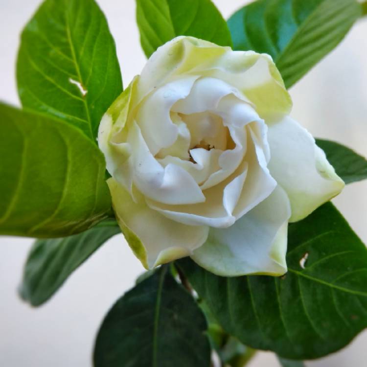 Plant image Gardenia grandiflora 'Star'