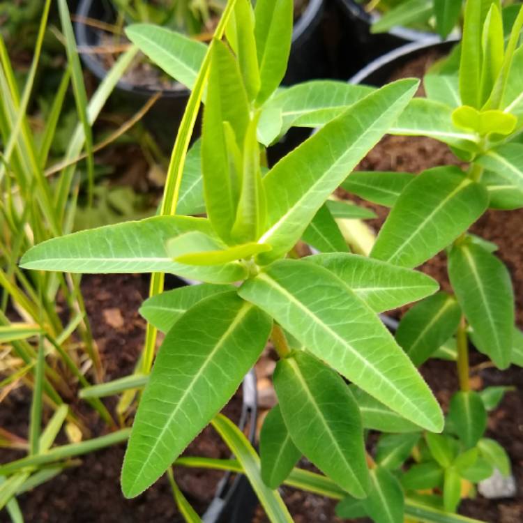 Plant image Euphorbia oblongata