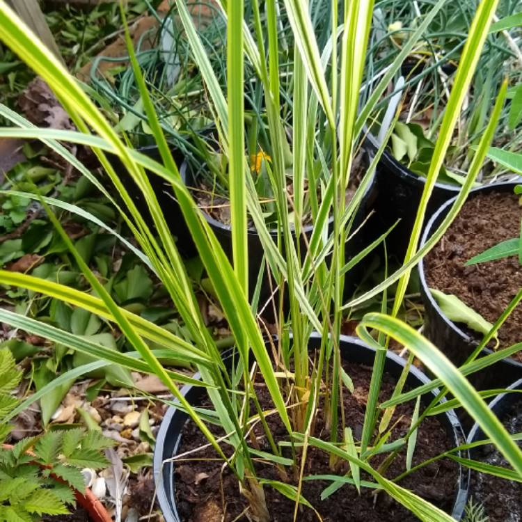 Plant image Calamagrostis x acutiflora 'Overdam'