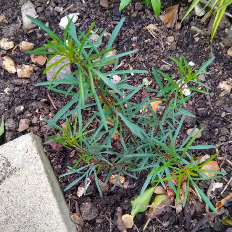 Plant image Coreopsis verticillata 'Moonbeam'