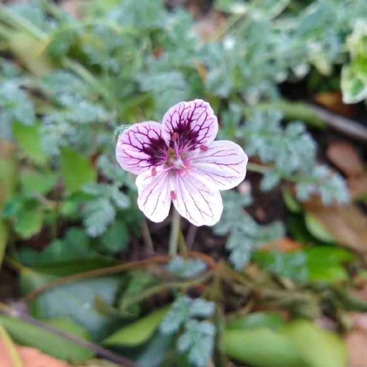 Plant image Erodium x kolbianum 'Natasha'