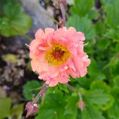 Geum 'Mai Tai'