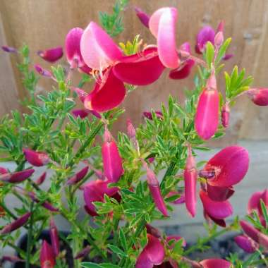 Cytisus 'Johnson's Crimson' syn. Cytisus scoparius 'Johnson's Crimson'