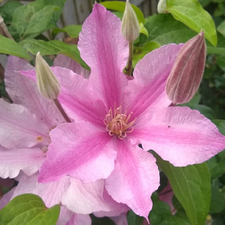 Plant image Clematis 'Sally'™ evipo077