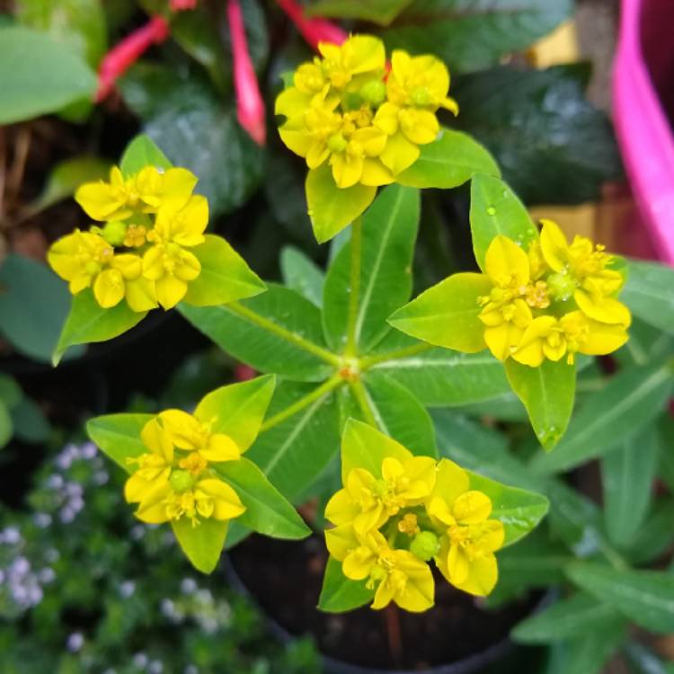 Plant image Euphorbia oblongata