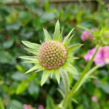 Knautia macedonica