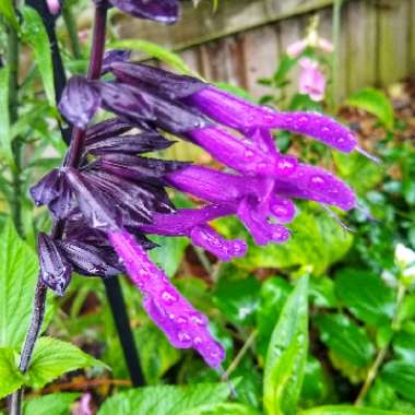 Salvia 'Amistad'