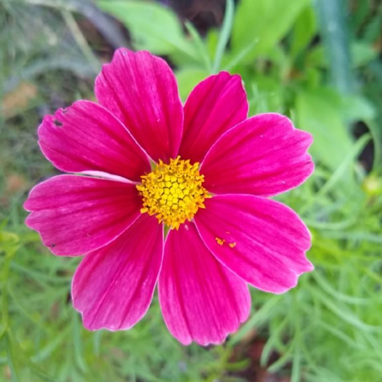 Plant image Cosmos bipinnatus 'Antiquity'