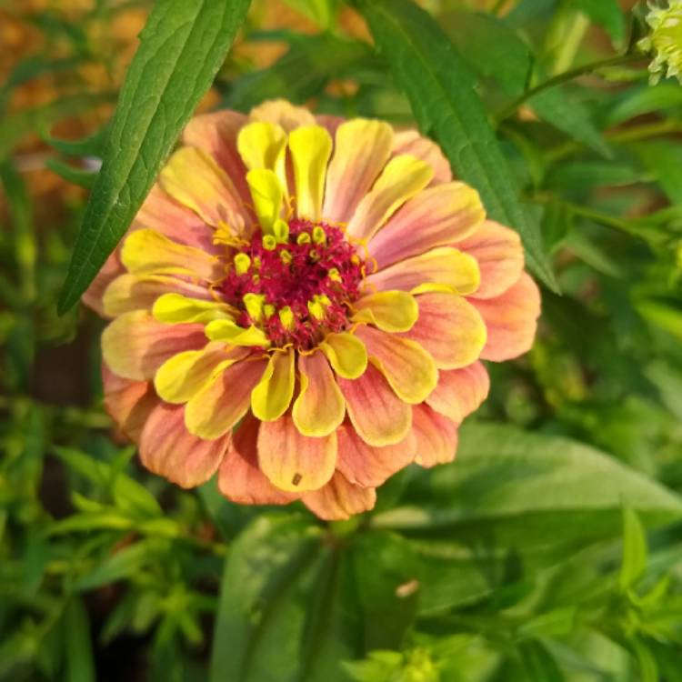 Plant image Zinnia elegans 'Queen Lime Red' (Queen Series)