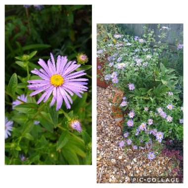 Aster x frikartii 'Mönch'