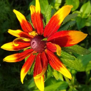 Rudbeckia hirta 'Rustic Dwarf Mix'