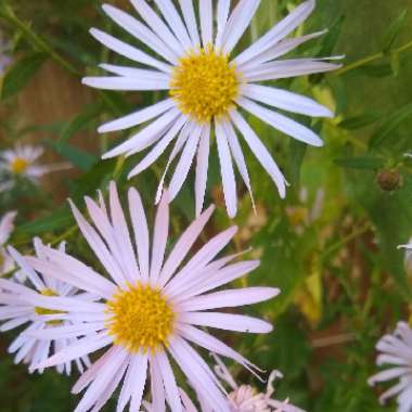 Kalimeris Incisa 'Blue Star'