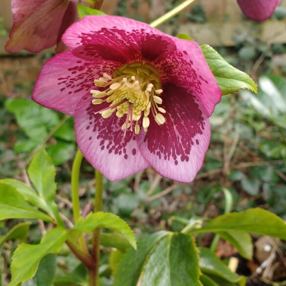 Helleborus