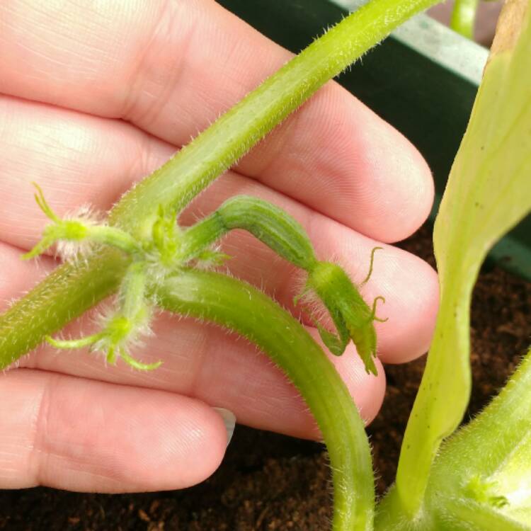 Plant image Cucumis Sativus 'Hana' F1