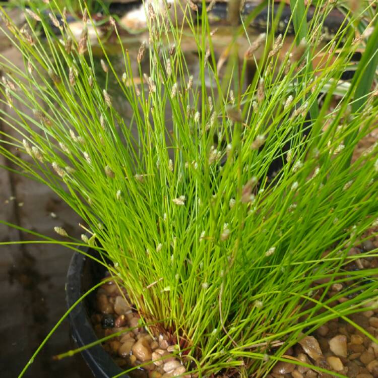 Plant image Scirpus Cernuus syn. solepis cernua