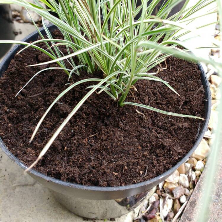 Plant image Miscanthus sinensis 'Morning Light'