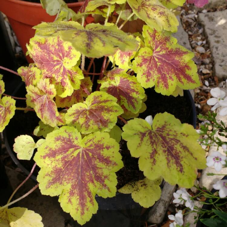 Plant image x Heucherella 'Solar Power'