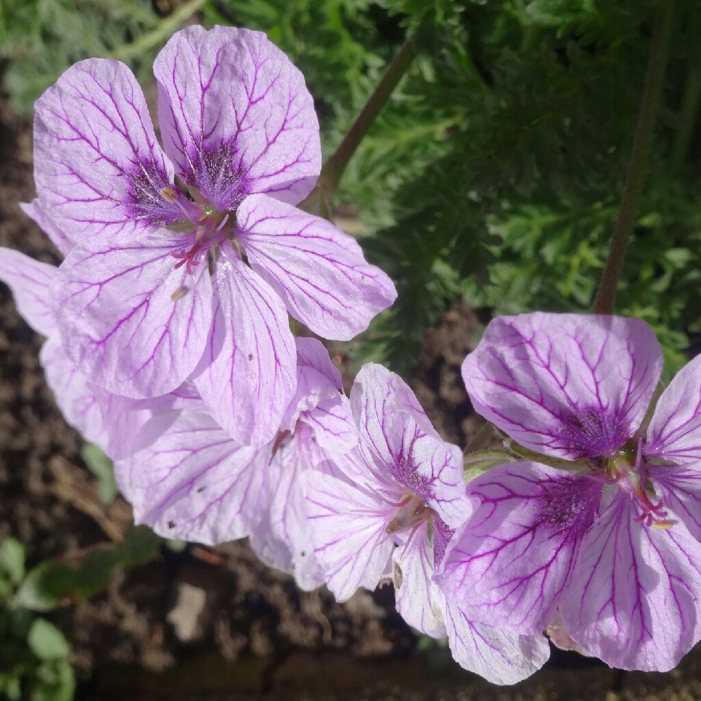 Plant image Erodium 'Spanish Eyes'