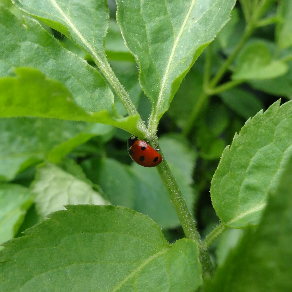 Sambucus nigra subsp. canadensis.