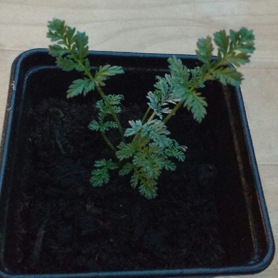 Erodium x kolbianum 'Natasha'