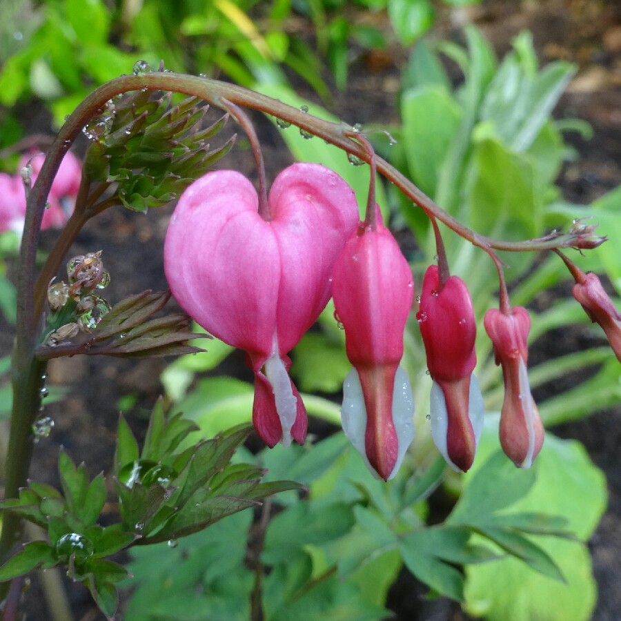 Lamprocapnos spectabilis  syn. Dicentra spectabilis