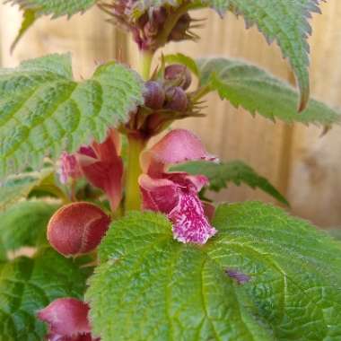 Lamium orvala