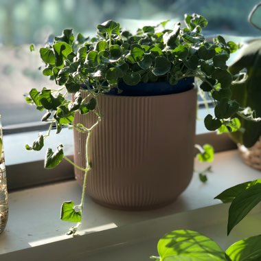 Dichondra argentea 'Silver Falls'