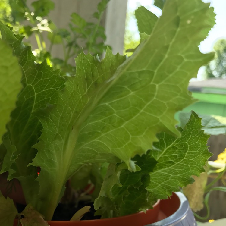 Plant image Lactuca Sativa 'Buttercrunch'