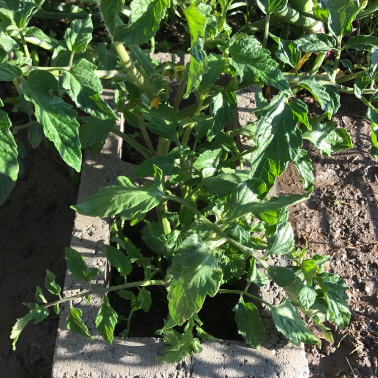 Plant image Solanum Lycopersicum 'Early Girl'