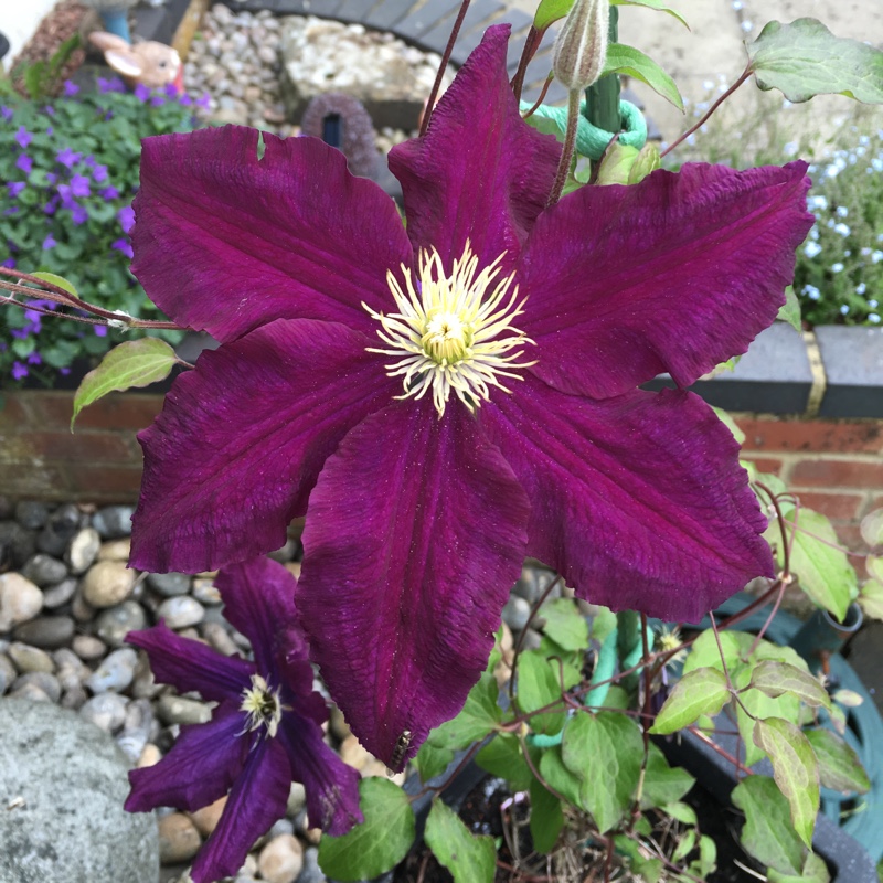 Clematis 'Warsaw Nike'