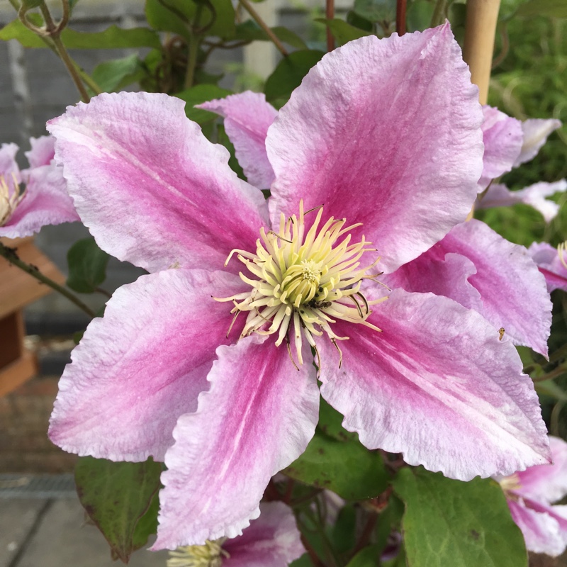 Clematis