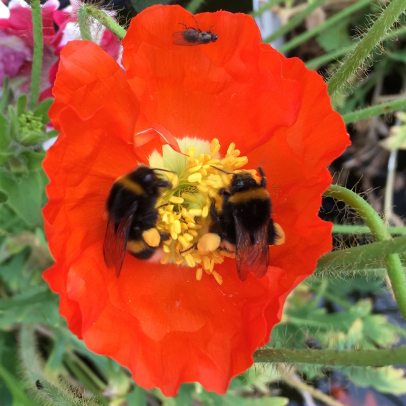 Icelandic Poppy 'Spring Fever Red'