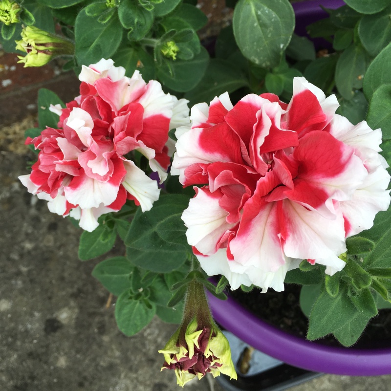 Trailing Petunia 'Hot red'