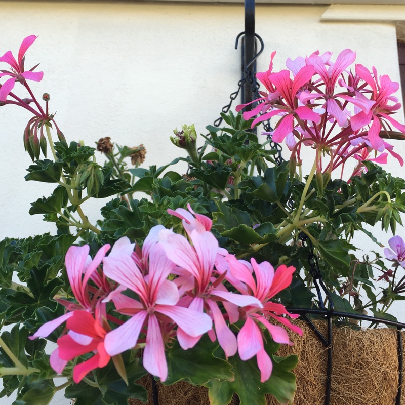 Pelargonium 'Lara Starshine' (Scented)