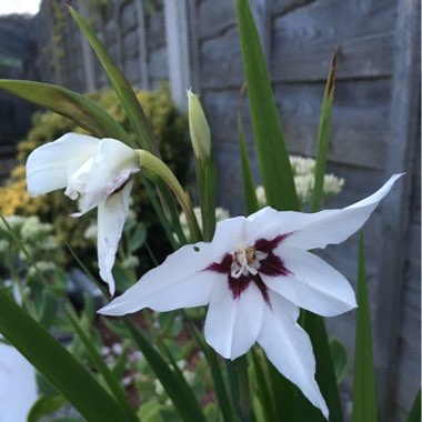 Gladioli (Species) Abyssinian Gladiolus