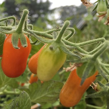 Tomato 'Floridity' (Plum Tomato)