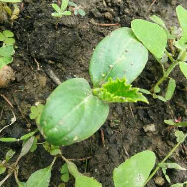 Cucumber 'Parisian Pickling'