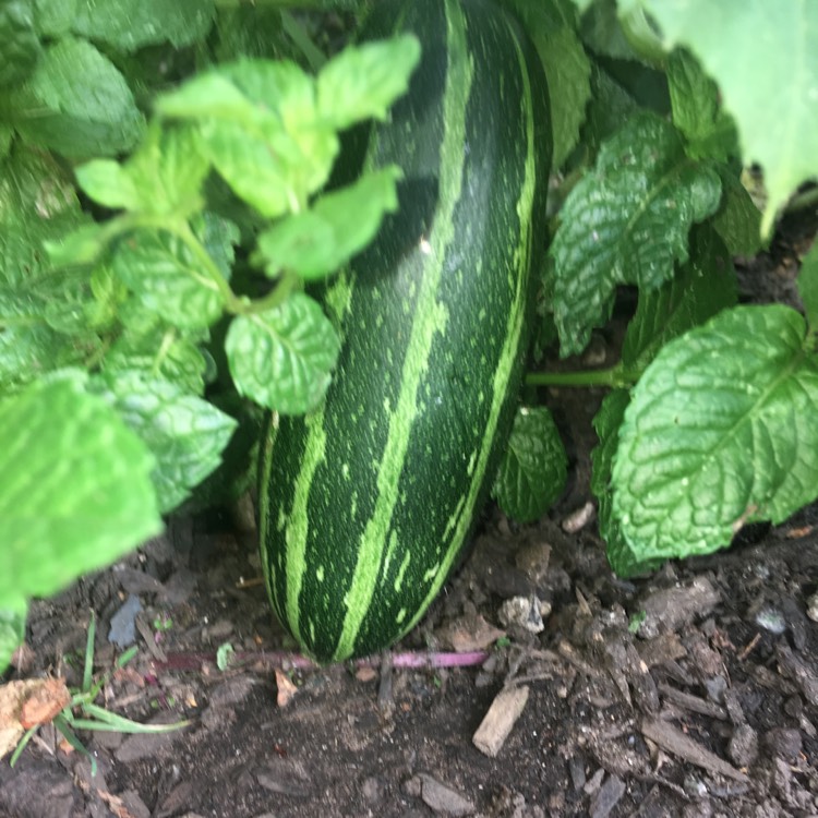 Plant image Cucurbita Pepo 'Badger Cross'