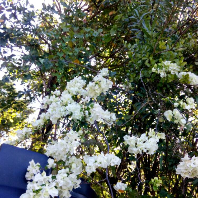 Plant image Hydrangea paniculata 'Brussels Lace'