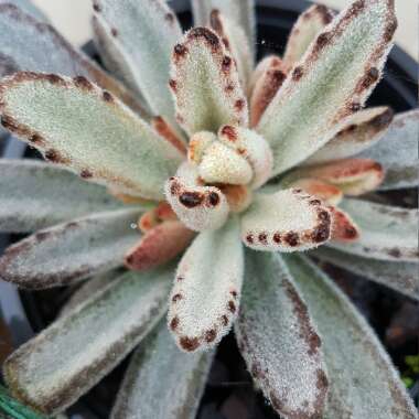 Kalanchoe Tomentosa 'Chocolate Soldier'