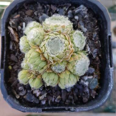 Sempervivum Arachnoideum Cobweb