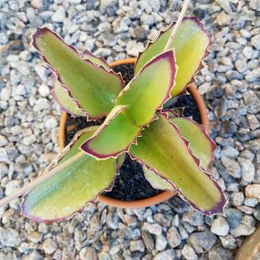 Kalanchoe Synsepala 'Gremlin'