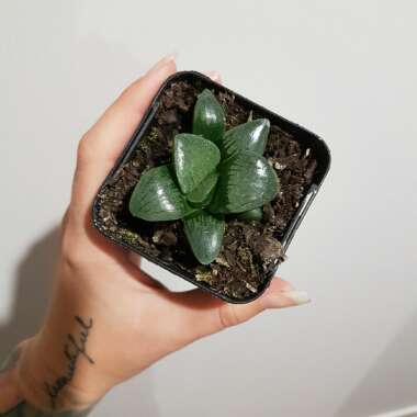 Haworthia Emelyae