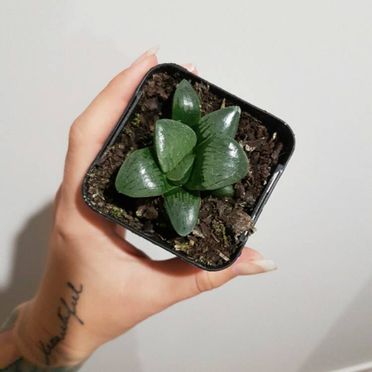 Plant image Haworthia Emelyae