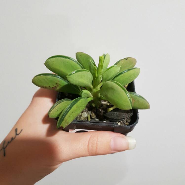 Plant image Peperomia nivalis